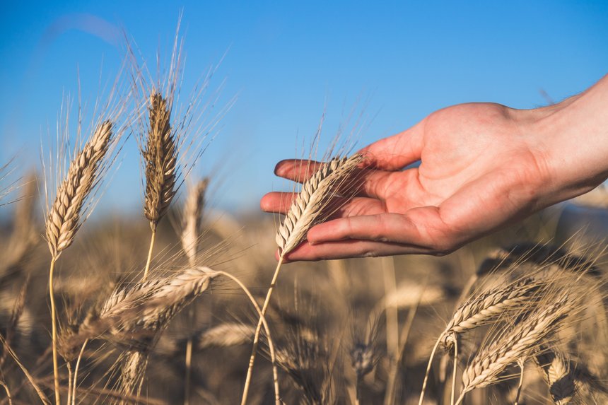 Le rendement du blé tendre bio est en moyenne inférieur de 57 % à celui de sa version traditionnelle. ©Patrick Daxenbichler/Adobe Stock