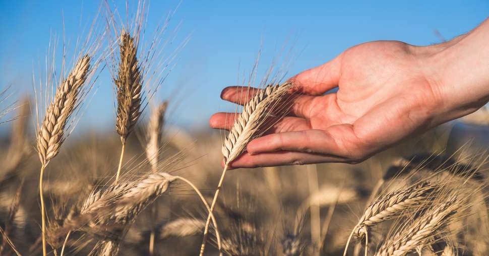 Le rendement du blé tendre bio est en moyenne inférieur de 57 % à celui de sa version traditionnelle. ©Patrick Daxenbichler/Adobe Stock