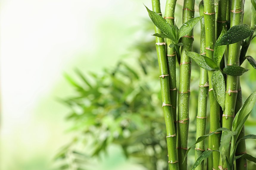  Le&nbsp;bambou semble avoir de nombreux avantages pour les agriculteurs à en croire Horizom. © New Africa / Adobe Stock