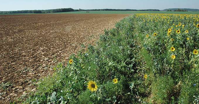 La couverture du sol est un des leviers de réussite de l'agriculture de conservation des sols. Crédit photo: Tema