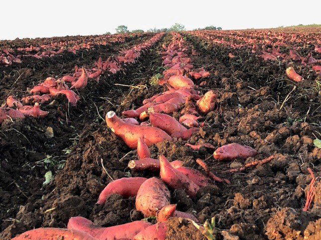 La patate douce se récolte un peu plus de trois mois après plantation. Crédit photo: EARL bas des moulins