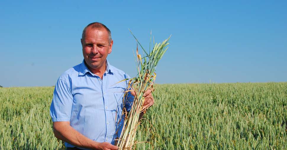 Laurent Tard est très vigilant à la profondeur de semis de ses blés hybrides pour favoriser au maximum le tallage. Mathieu LECOURTIER/Média&amp;Agriculture