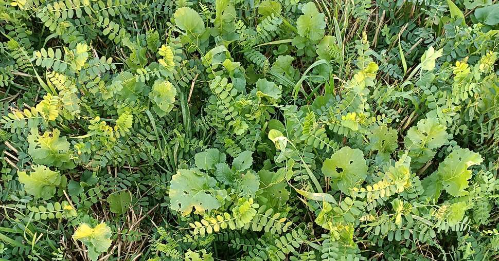 En conditions humides, un couvert peut produire 6 à 7 tonnes de matière sèche par hectare et apporter davantage de bénéfices à la culture suivante. Crédit photo : GreenSol