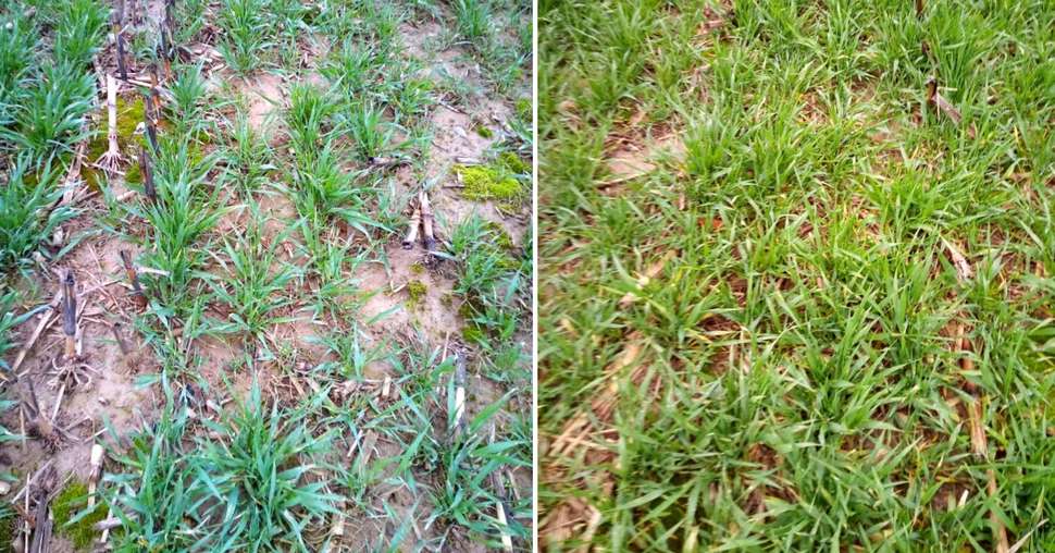 Essai mené sur orge en Haute-Saône (70) en 2023. À gauche : le témoin, à droite : avec application de 12 l/ha d’acides aminés et oligo-éléments. Crédit photo: Oligo+, 2023