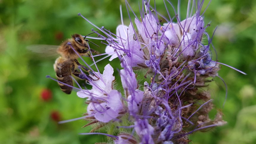 Les insectes, et plus particulièrement les abeilles, participent à la biodiversité et au fonctionnement des écosystèmes. Crédit photo : Julie Guichon