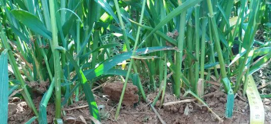 Implantation des colzas : quel travail du sol adop