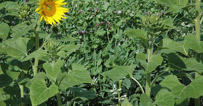 250 pieds/m2, c’est 1 milliard de mètres carrés d’échange entre les plantes et le sol. Crédit: Pixel6tm