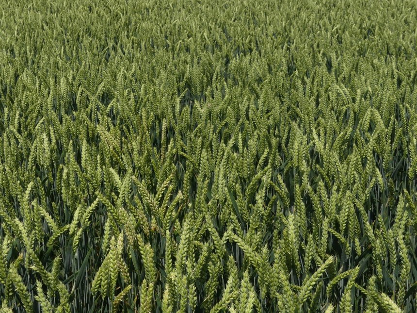 Christophe David réserve le blé hybride pour ses parcelles les moins productives. Crédit photo : A. Di Bella/Pixel6TM