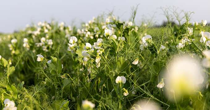 Ce sont les bactéries du sol qui stimulent la croissance des plantes, elles-mêmes favorisées par les légumineuses. rsooll/Adobe Stock