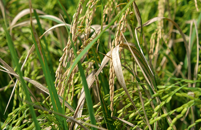 Originally a disease affecting rice, virulent strains affecting wheat were first detected in South America and then Turkey. Ombee/AdobeStock.png