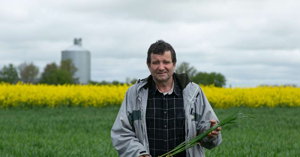 François Baudron cultive du blé hybride depuis 30 ans. Ces variétés, qui occupent entre 5 à 10 % de sa sole de blé. Crédit photo : Willy Deschamps