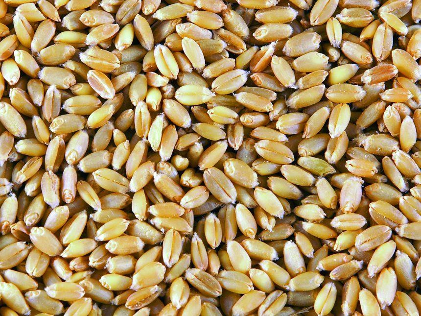 Des essais semblent montrer que la dynamique de tallage des variétés de blé influence leur représentation dans la récolte d’un mélange variétal. Crédit photo : Pixel 6TM