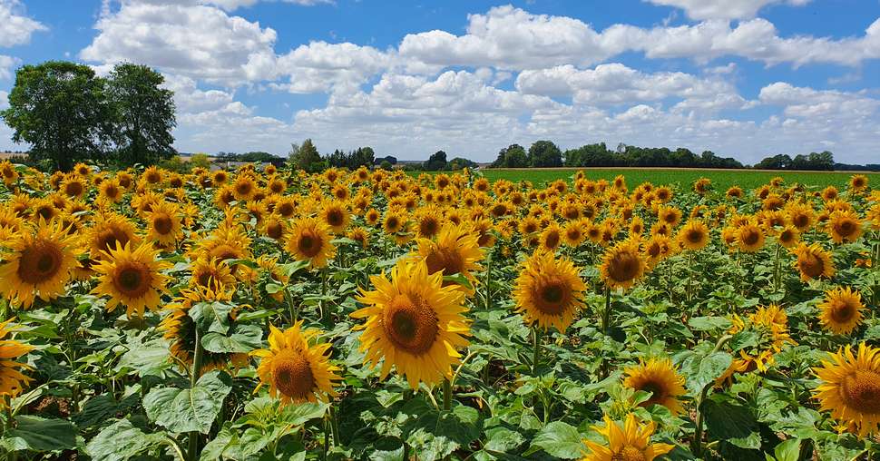 Les besoins en azote du tournesol sont de 4,5 unités par quintal produit. Crédit photo : Florent Franzetti