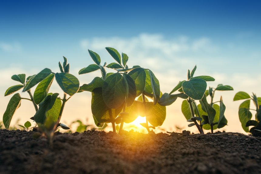 Si de nouvelles zones de production s’offrent au soja, les températures extrêmes des étés pourraient ralentir l’augmentation souhaitée des surfaces. © Bits and Splits / Adobe Stock