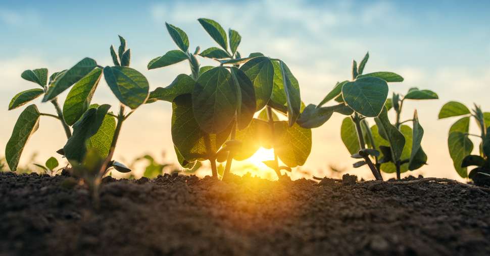 Si de nouvelles zones de production s’offrent au soja, les températures extrêmes des étés pourraient ralentir l’augmentation souhaitée des surfaces. © Bits and Splits / Adobe Stock