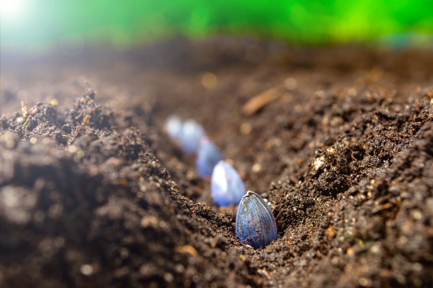 La graine de tournesol a besoin d’être enterrée à 3-4 cm de profondeur dans un sol réchauffé. © Oleksandr / Adobe Stock