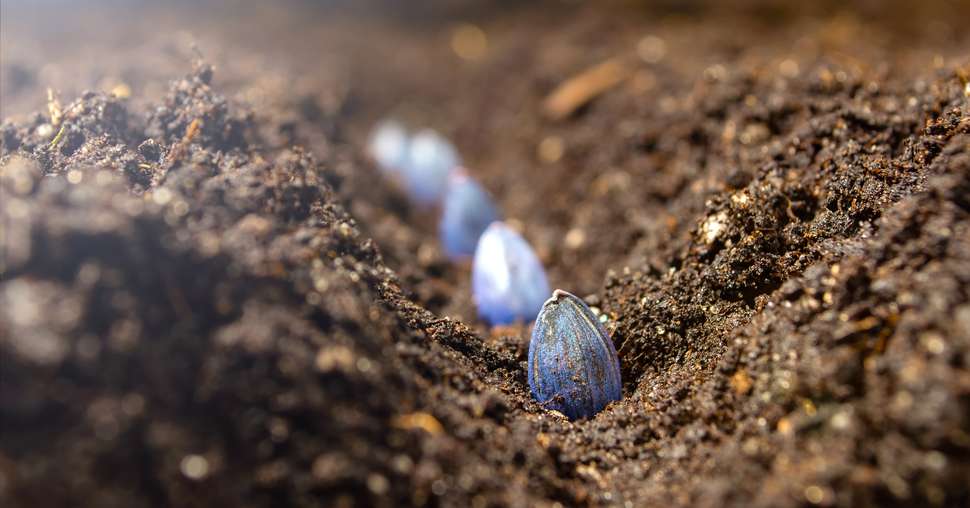 La graine de tournesol a besoin d’être enterrée à 3-4 cm de profondeur dans un sol réchauffé. © Oleksandr / Adobe Stock
