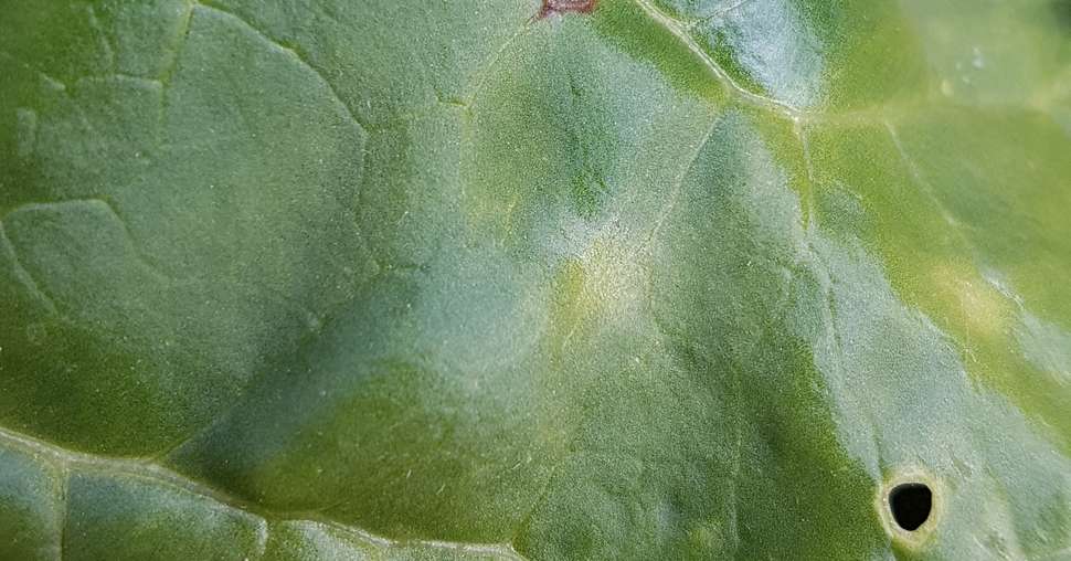 La lutte contre la cercosporiose passe par la combinaison de plusieurs leviers. Crédit photo : Julie Sandri