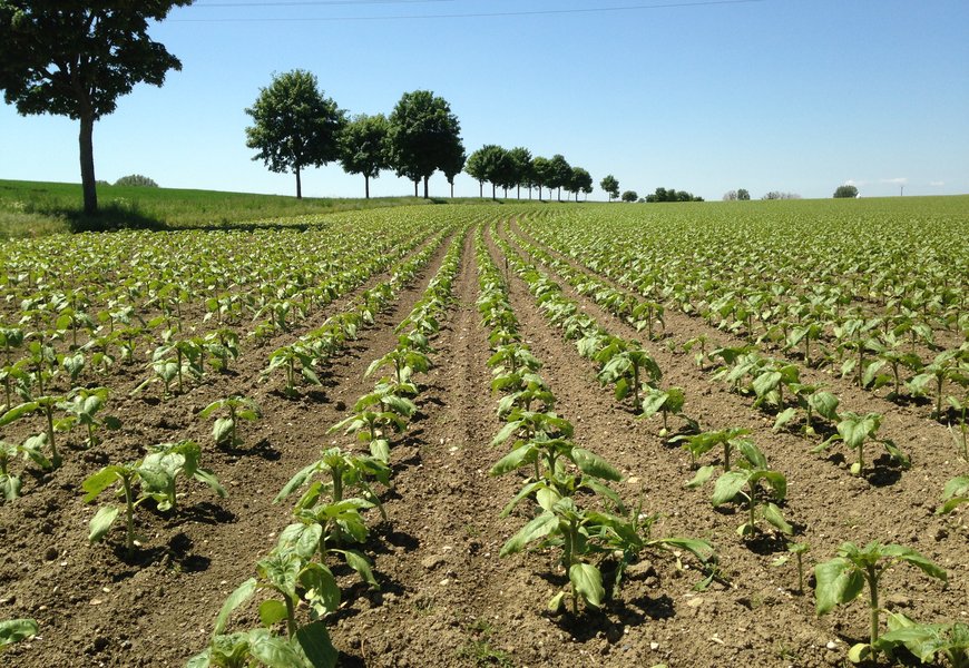 Tout ce qu'il faut savoir sur la culture du tournesol