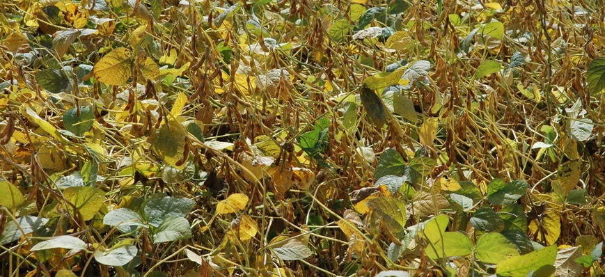 Le soja est une solution agroécologique