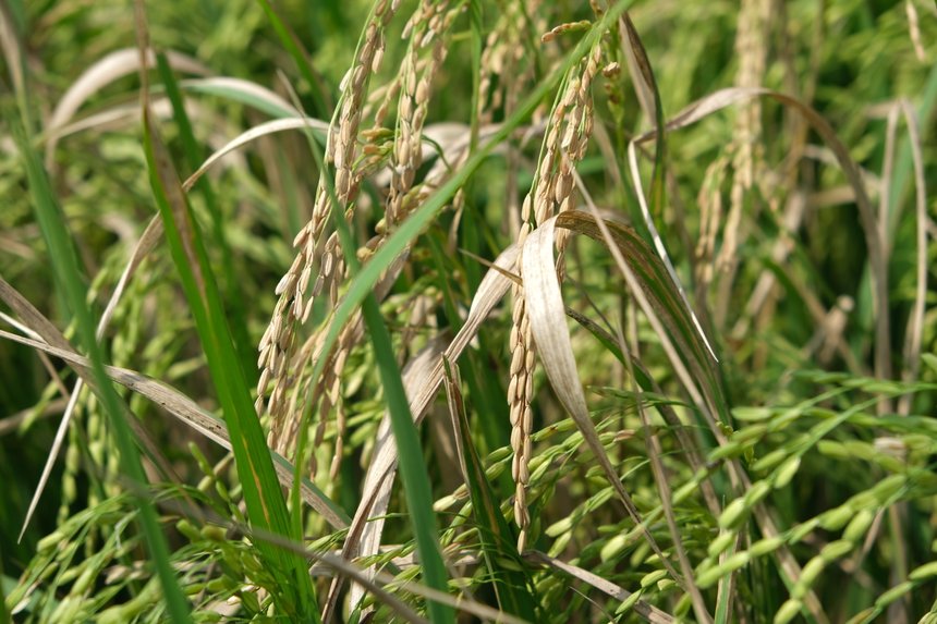 À l’origine la pyriculariose est une maladie du riz, mais des souches virulentes sur blé ont été détectées dans un premier temps en Amérique du Sud et aujourd'hui en Turquie.