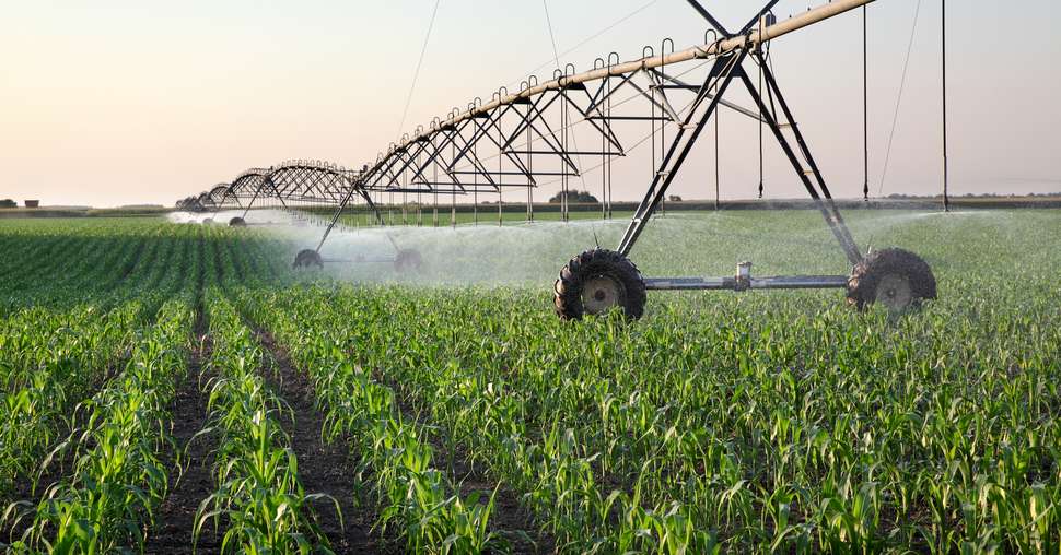 Irrigation d'un champ de maïs