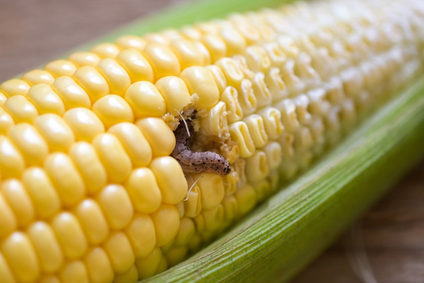 Les insectes ravageurs du maïs voient leur population augmenter avec le réchauffement climatique. © Bigc Studio / Adobe Stock