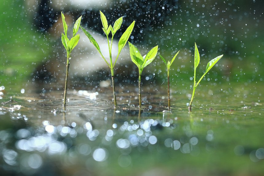 La présence de végétation verte et l’évapotranspiration qu’elle génère sont des composantes essentielles du cycle de l’eau ! © Kichigin19 / Adobe Stock