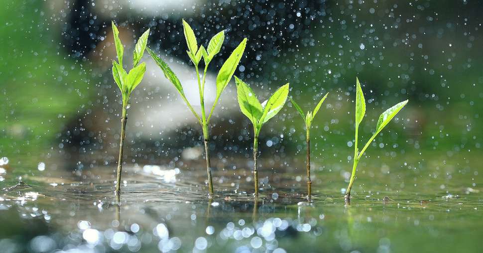 La présence de végétation verte et l’évapotranspiration qu’elle génère sont des composantes essentielles du cycle de l’eau ! © Kichigin19 / Adobe Stock