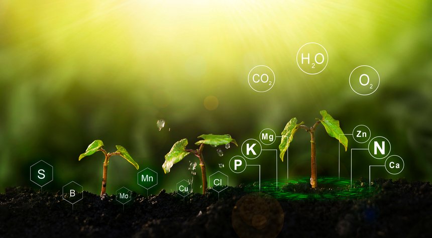 Le sol est capable de fournir à la plante la quantité d’oligo éléments dont elle a besoin à condition qu’il soit régulièrement fertilisé avec des apports de matière organique exogène. © Miha creative / Adobe Stock
