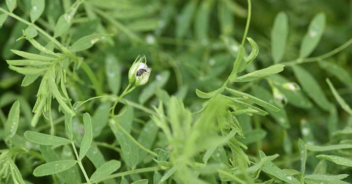 Connaître la bruche de la lentille pour mieux l’appréhender. © Happyculteur/Adobe Stock