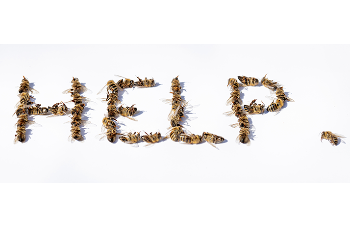Les virus causent bien plus de dommages aux ruches que les produits phytosanitaires. ©&nbsp;photografiero/Adobe Stock