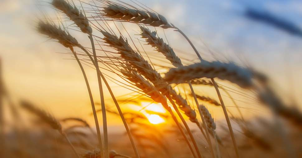 Wheat field. Ears of golden wheat close up. Harvesting concept