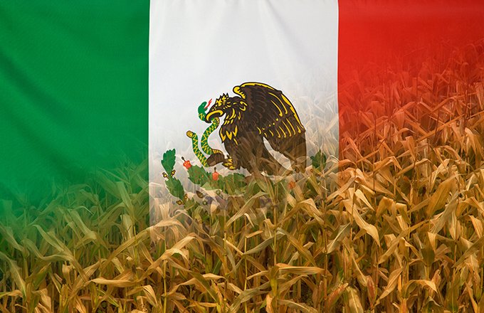 Comment le Mexique va-t-il s’approvisionner en maïs non OGM? Alors que les États-Unis sont les principaux fournisseurs du pays, la question fait l’objet de tractations diplomatiques outre-Atlantique. Crédit: Sehenswerk/Adobe Stock