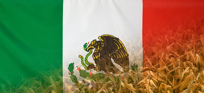 Le maïs OGM banni au Mexique, un dilemme pour les 