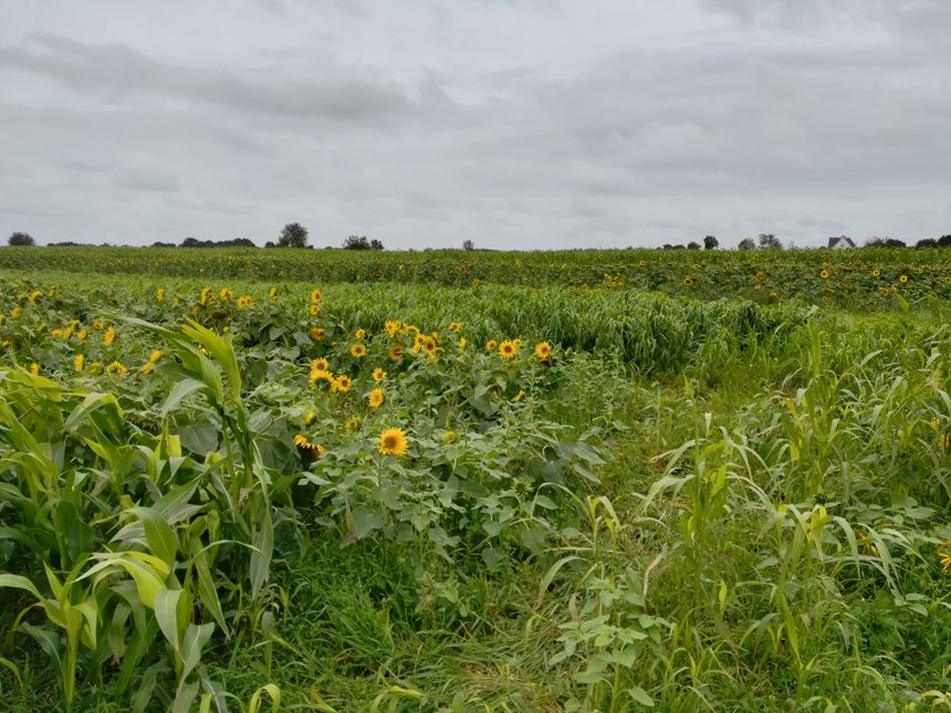 En Bretagne, par exemple, la récolte de Cive d’été est assurée quatre années sur cinq contre une sur dix dans d’autres secteurs. Crédit: DR