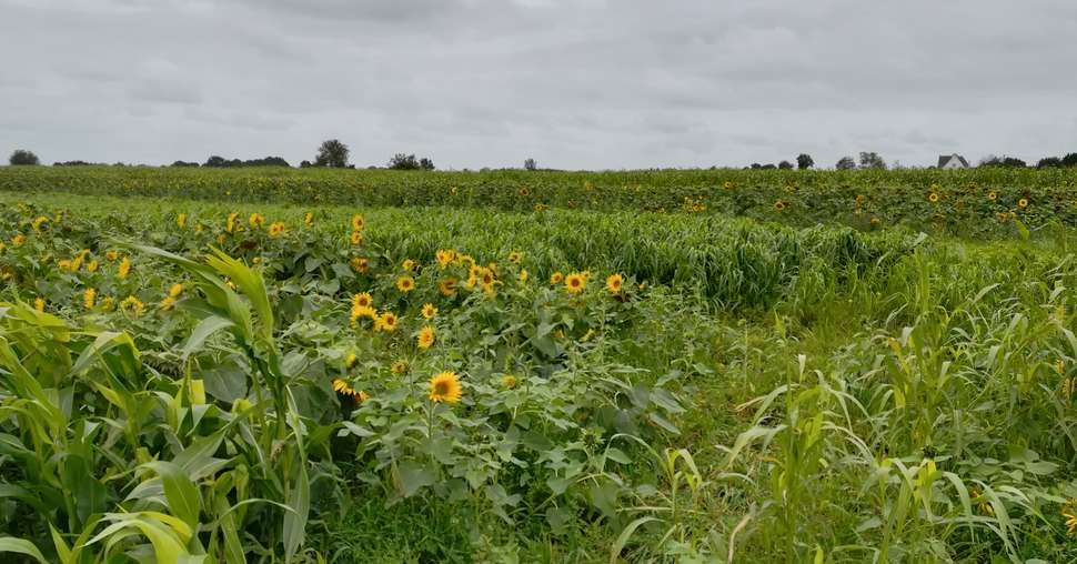 En Bretagne, par exemple, la récolte de Cive d’été est assurée quatre années sur cinq contre une sur dix dans d’autres secteurs. Crédit: DR