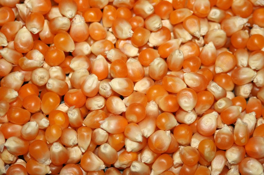 La France leader mondial pour les exportations de semences de maïs. Credit c-chez-marc/Adobestock.jpeg