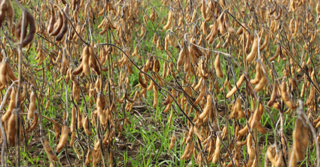 Un blé semé à la volée dans un soja non récolté bénéficie de l’humidité environnante pour lever, puis se trouve protégé des insectes nuisibles. Crédit photo: Serge Augier
