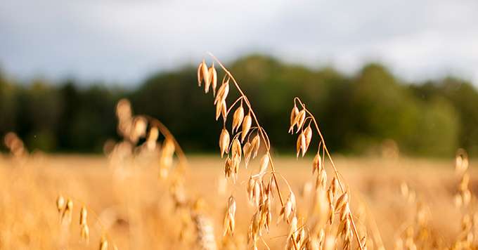 Outre ses avantages agronomiques, l’avoine semble également posséder des arguments sérieux dans l’alimentation humaine. Crédit:&nbsp;gabort/Adobe Stock