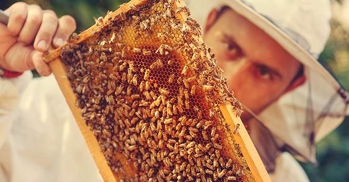 La récolte de miel 2022 devrait être meilleure qu’en 2021; mais la sécheresse estivale a largement amputé le potentiel. Crédit:&nbsp;djile/Adobe Stock
