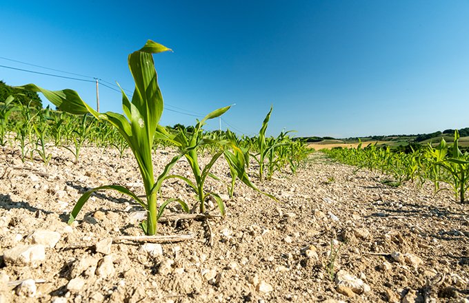 Coup dur pour la production française de maïs, la récolte de maïs grains devrait péniblement atteindre les 10 millions de tonnes. Crédit:&nbsp;PhotoAgriculture/Adobe Stock