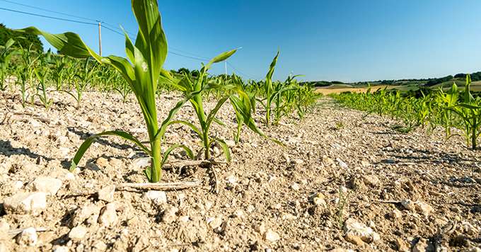 Coup dur pour la production française de maïs, la récolte de maïs grains devrait péniblement atteindre les 10 millions de tonnes. Crédit:&nbsp;PhotoAgriculture/Adobe Stock