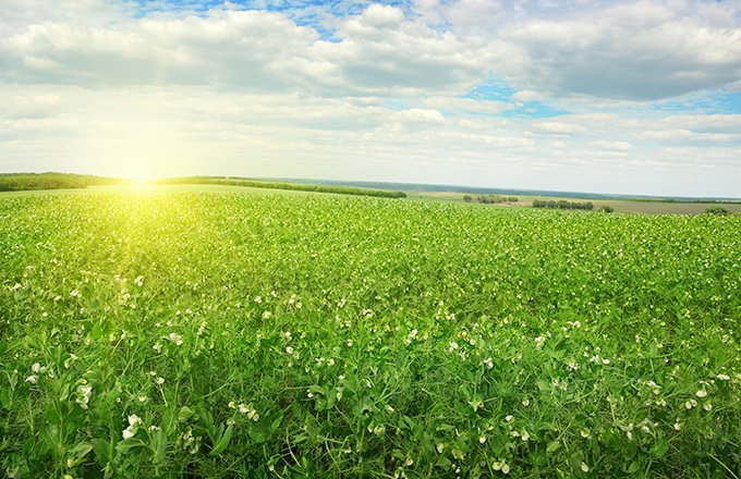 En réduisant les émissions de GES et en stockant du carbone dans le sol, l’agriculture peut contribuer à l’atténuation du changement climatique. Crédit:&nbsp;Serghei Velusceac/Adobe Stock