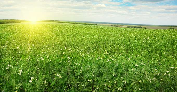 En réduisant les émissions de GES et en stockant du carbone dans le sol, l’agriculture peut contribuer à l’atténuation du changement climatique. Crédit:&nbsp;Serghei Velusceac/Adobe Stock