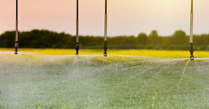 Certes, l’irrigation du couvert favorise sa biomasse, mais elle profite également aux adventices. Crédit:&nbsp;Budimir Jevtic/Adobe Stock