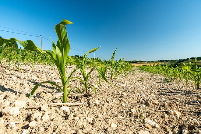 Les producteurs de maïs veulent être mieux protégés des risques climatiques. Crédit: Leitenberger/Adobe Stock