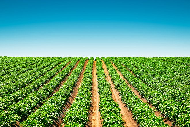 Selon l’Union nationale des producteurs de pommes de terre (UNPT), les producteurs français s’attendent à une année noire!​​​​​​​ Crédit:&nbsp;Ivan Kmit/Adobe Stock
