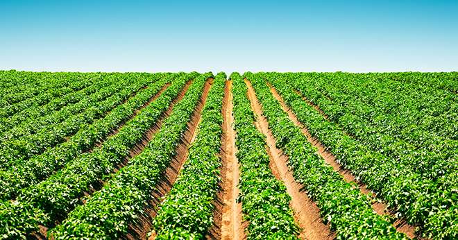 Selon l’Union nationale des producteurs de pommes de terre (UNPT), les producteurs français s’attendent à une année noire! Crédit: Ivan Kmit/Adobe Stock