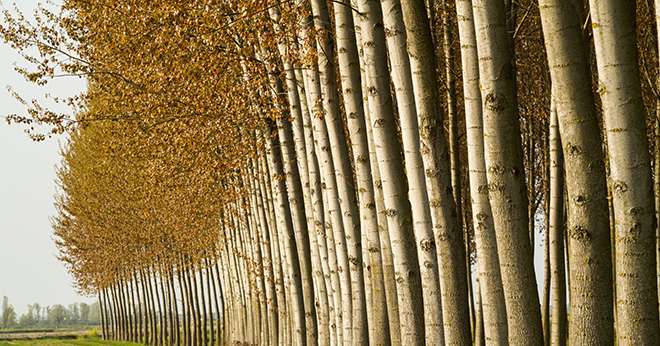 L’Association française d’agroforesterie et Agroénergie Conseil s’associent pour lancer un appel à projets visant à soutenir la plantation de peupliers agroforestiers. Crédit: valeriagilardi/Adobe Stock